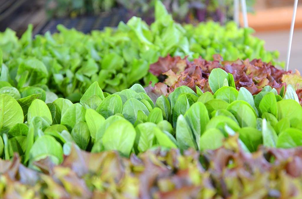 „…da haben wir den Salat …“ frisch, knackig, fertig zum Pflanzen …