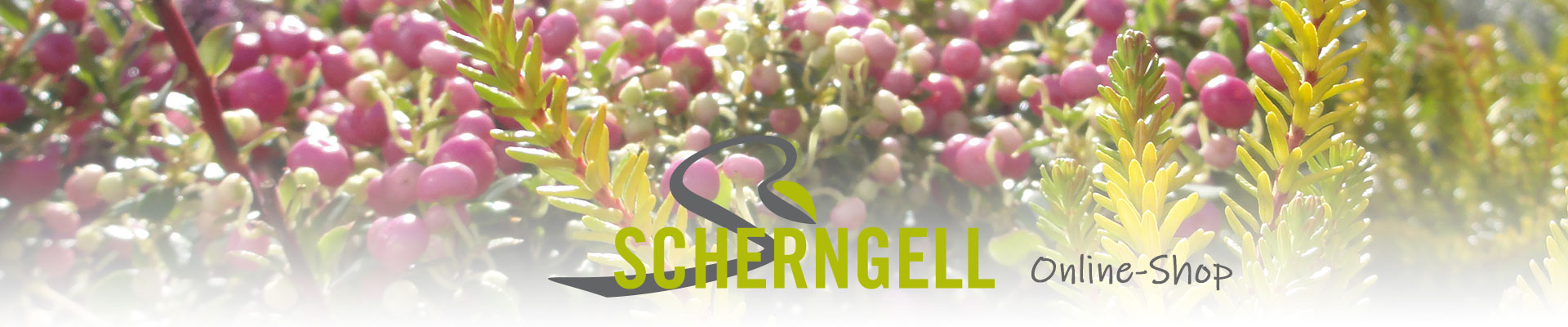 Header Onlineshop2