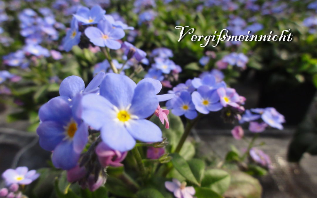 „….Frühling, laß dein blaues Band wieder flattern durch die Lüfte….“