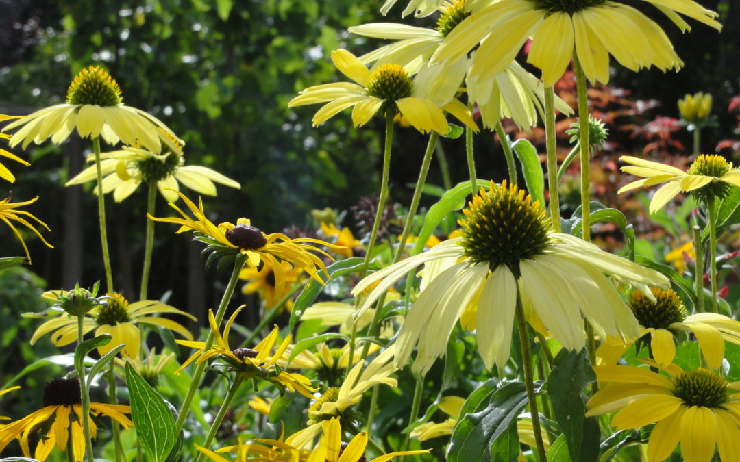 „Blumen sind die Liebesboten der Natur…“